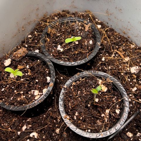 Unknown strain growlog photo: Seeds have  opens, the first pair of small round leaves  cotyledons popped today. Growth seems like a beast. I check every 4 hours and they are 1/2” taller