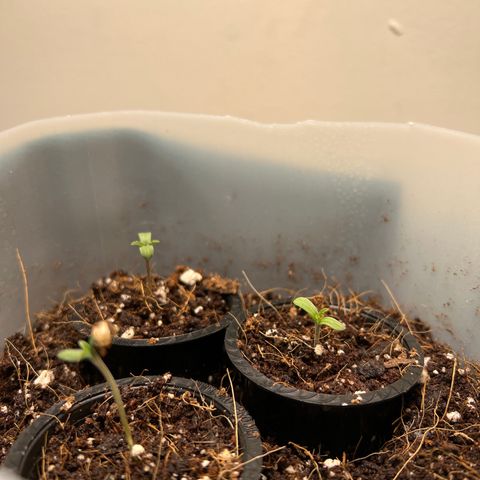 Unknown strain growlog timeline photo