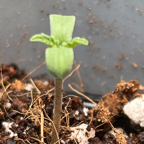 Unknown strain growlog timeline photo