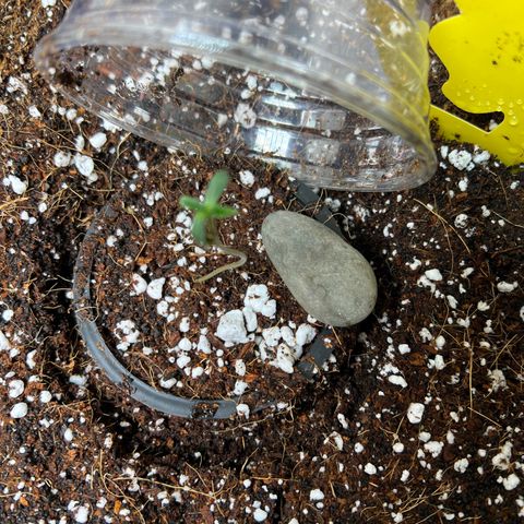 Unknown strain growlog photo: Day 7 added humidity and fan to strengthen the seeelings. Water with mister top soil around plant 