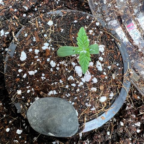 Unknown strain growlog photo: Day 7 added humidity and fan to strengthen the seeelings. Water with mister top soil around plant 