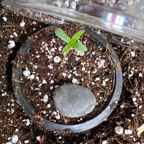 Unknown strain growlog photo: Day 7 added humidity and fan to strengthen the seeelings. Water with mister top soil around plant 