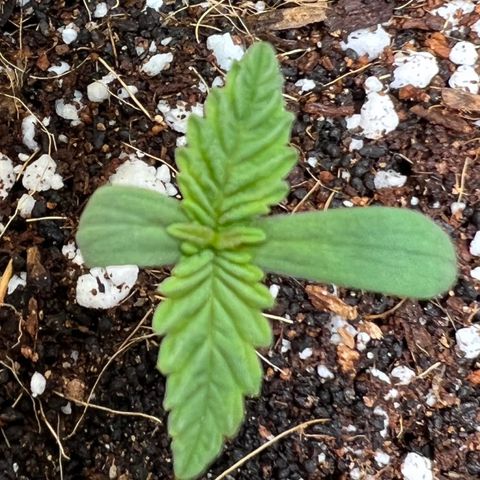 Unknown strain growlog photo: Added heat again and removed humidifier and placed cup over leaves.