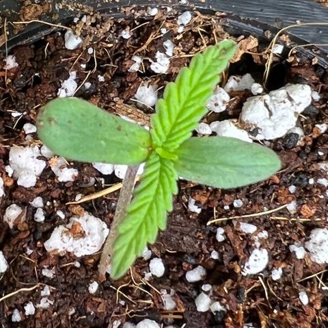 Unknown strain growlog timeline photo