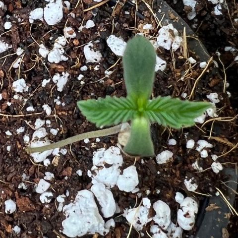 Unknown strain growlog timeline photo