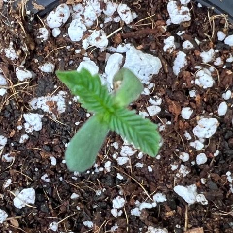 Unknown strain growlog photo: Growing strong, alternate humidity dome on and off through the day so plants are not dripping. Soil is moist top is starting to dry. Wait until 1” is dry before water. Stem is straight on one out of three. Height continues to increase and leaves increasing in size. Third set of leaves showing signs of popping.