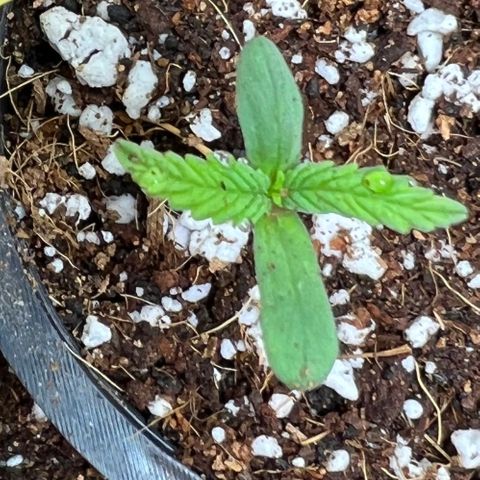 Unknown strain growlog photo: Growing strong, alternate humidity dome on and off through the day so plants are not dripping. Soil is moist top is starting to dry. Wait until 1” is dry before water. Stem is straight on one out of three. Height continues to increase and leaves increasing in size. Third set of leaves showing signs of popping.
