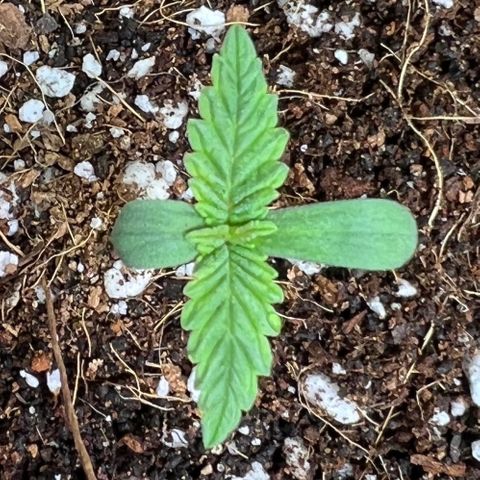 Unknown strain growlog photo: Growing strong, alternate humidity dome on and off through the day so plants are not dripping. Soil is moist top is starting to dry. Wait until 1” is dry before water. Stem is straight on one out of three. Height continues to increase and leaves increasing in size. Third set of leaves showing signs of popping.