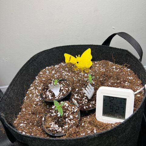 Unknown strain growlog photo: Watered the girls and they fell over. The girls on the sides were stretching for light. Dropped the light to 12” . Moved the girls to center pot. Placed forks to support the stems. Water again at 2:30pm 