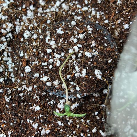 Unknown strain growlog photo: Watered the girls and they fell over. The girls on the sides were stretching for light. Dropped the light to 12” . Moved the girls to center pot. Placed forks to support the stems. Water again at 2:30pm 