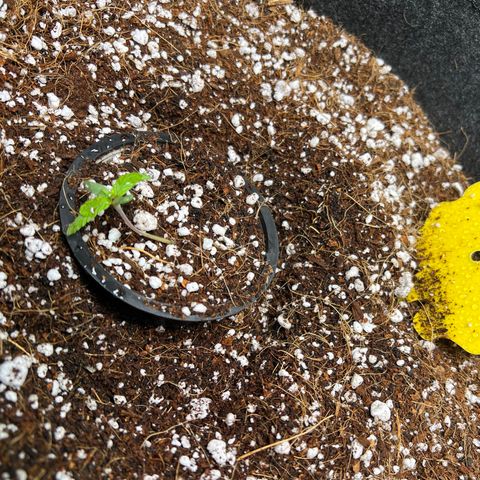Unknown strain growlog photo: Watered the girls and they fell over. The girls on the sides were stretching for light. Dropped the light to 12” . Moved the girls to center pot. Placed forks to support the stems. Water again at 2:30pm 