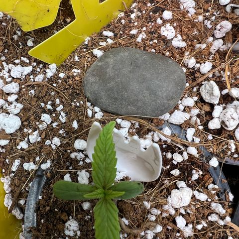 Unknown strain growlog photo: Growing and stronger added air circulation directly to plants 