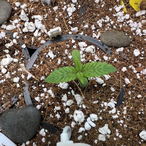 Unknown strain growlog photo: Growing and stronger added air circulation directly to plants 