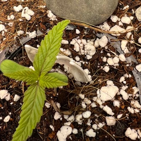 Unknown strain growlog timeline photo