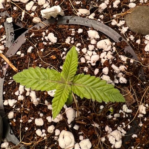 Unknown strain growlog timeline photo