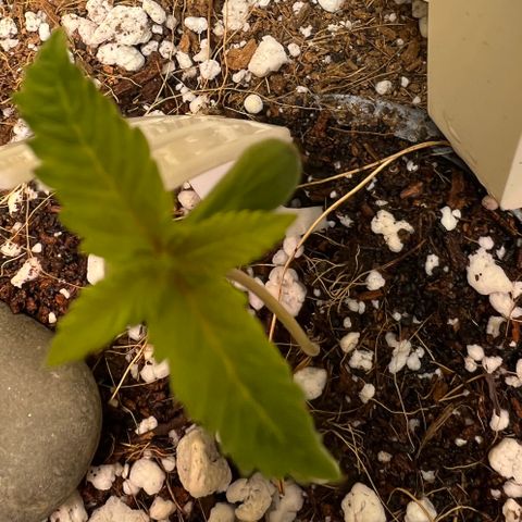 Unknown strain growlog timeline photo