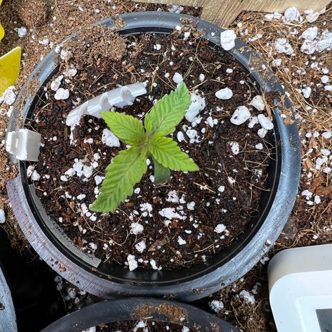 Unknown strain growlog timeline photo