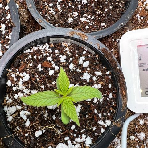 Unknown strain growlog timeline photo