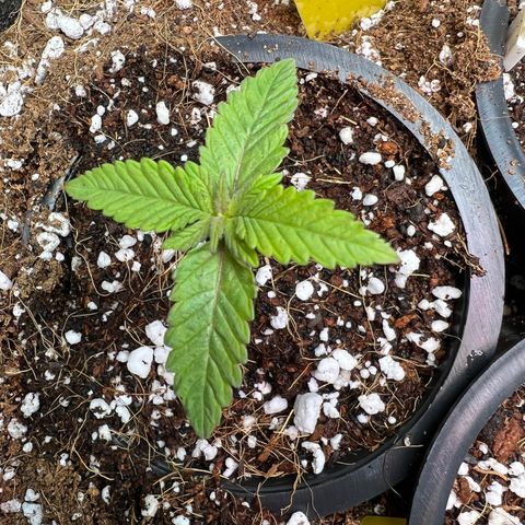 Unknown strain growlog timeline photo