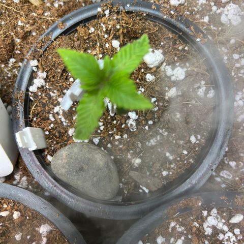 Unknown strain growlog timeline photo