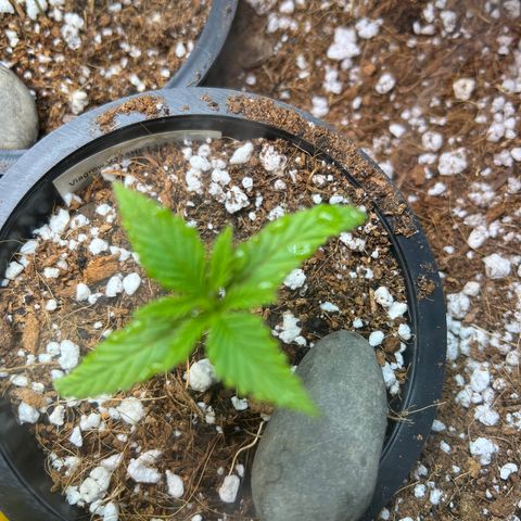 Unknown strain growlog timeline photo