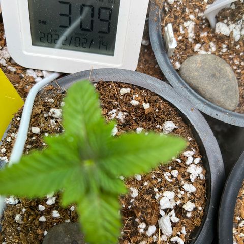 Unknown strain growlog timeline photo