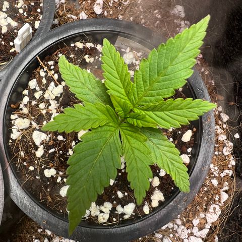 Unknown strain growlog timeline photo