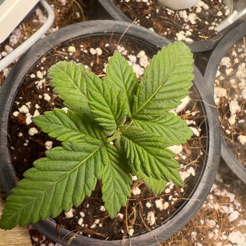 Unknown strain growlog timeline photo