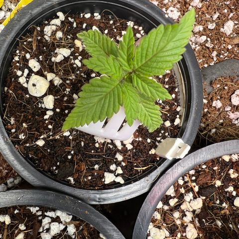 Unknown strain growlog timeline photo