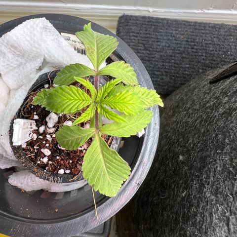 Unknown strain growlog timeline photo