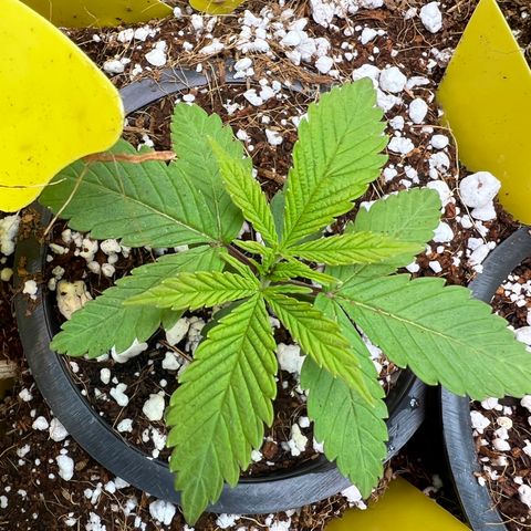 Unknown strain growlog timeline photo