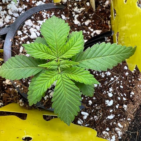 Unknown strain growlog timeline photo