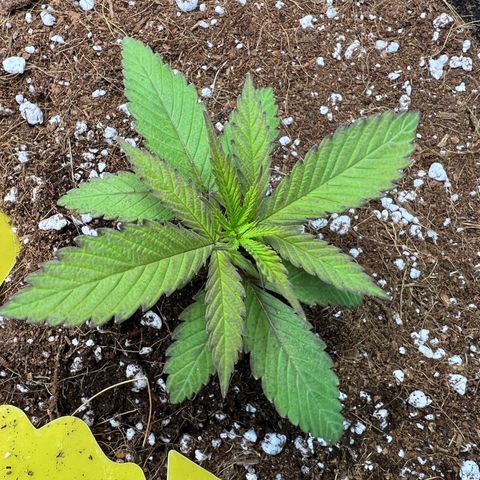 Unknown strain growlog photo: Noticed purple edges and transplant final pot today