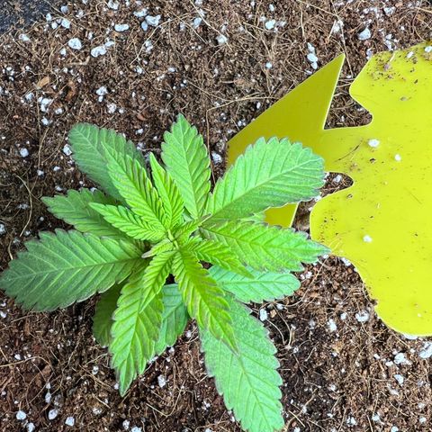 Unknown strain growlog photo: Noticed purple edges and transplant final pot today
