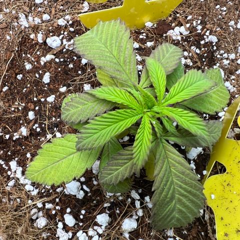 Unknown strain growlog timeline photo