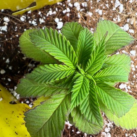 Unknown strain growlog timeline photo