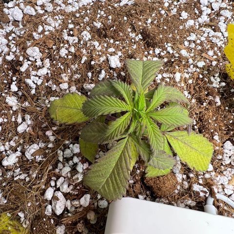 Unknown strain growlog photo: Plants showing stress. Maybe over water maybe fertilizing.

I decided to replant back in smaller pot and place napkin around to absorb extra moisture.