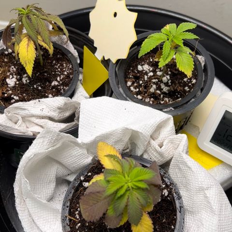 Unknown strain growlog photo: Heart breaking say. Seems like they are in toxic shock. I got resin water and flushed them. Using paper towels to force dry them. Next week will be critical for their survival or start from scratch again.