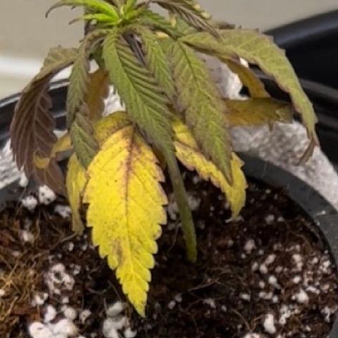 Unknown strain growlog photo: Repotted down both gdp. Still extreme struggling. Soil saturation and put dryer soil. No signs of recovery yet. Chocolate Ice Cream seems to be bouncing back. Reduce humidity, moved light way more.