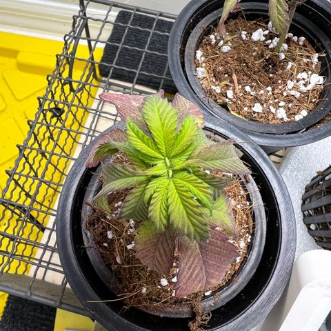 Unknown strain growlog photo: Repotted down both gdp. Still extreme struggling. Soil saturation and put dryer soil. No signs of recovery yet. Chocolate Ice Cream seems to be bouncing back. Reduce humidity, moved light way more.