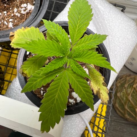 Unknown strain growlog photo: Repotted down both gdp. Still extreme struggling. Soil saturation and put dryer soil. No signs of recovery yet. Chocolate Ice Cream seems to be bouncing back. Reduce humidity, moved light way more.