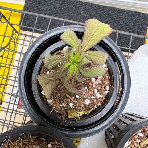 Unknown strain growlog photo: Repotted down both gdp. Still extreme struggling. Soil saturation and put dryer soil. No signs of recovery yet. Chocolate Ice Cream seems to be bouncing back. Reduce humidity, moved light way more.