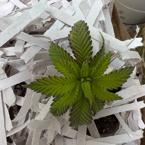 Unknown strain growlog photo: Shredded paper around soil to draw out additional moisture. I also added soil upward to create a stronger root system