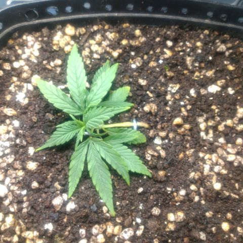 Prenseeds PcGrow growlog timeline photo