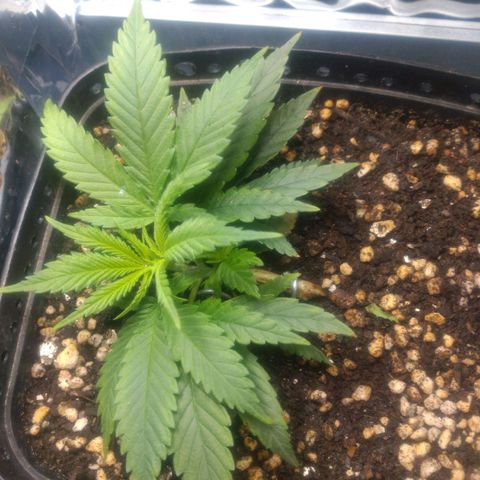 Prenseeds PcGrow growlog timeline photo