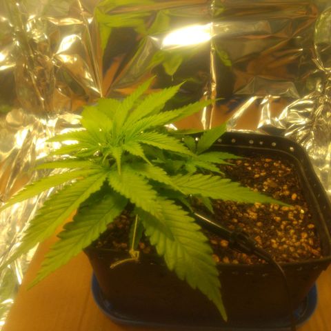 Prenseeds PcGrow growlog timeline photo