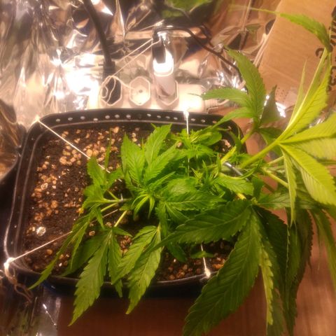 Prenseeds PcGrow growlog timeline photo