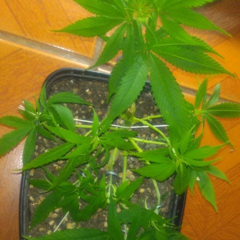 Prenseeds PcGrow growlog timeline photo