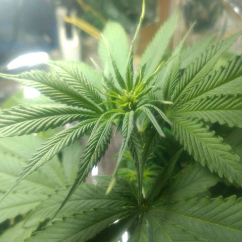 Prenseeds PcGrow growlog timeline photo