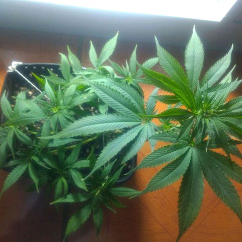Prenseeds PcGrow growlog timeline photo